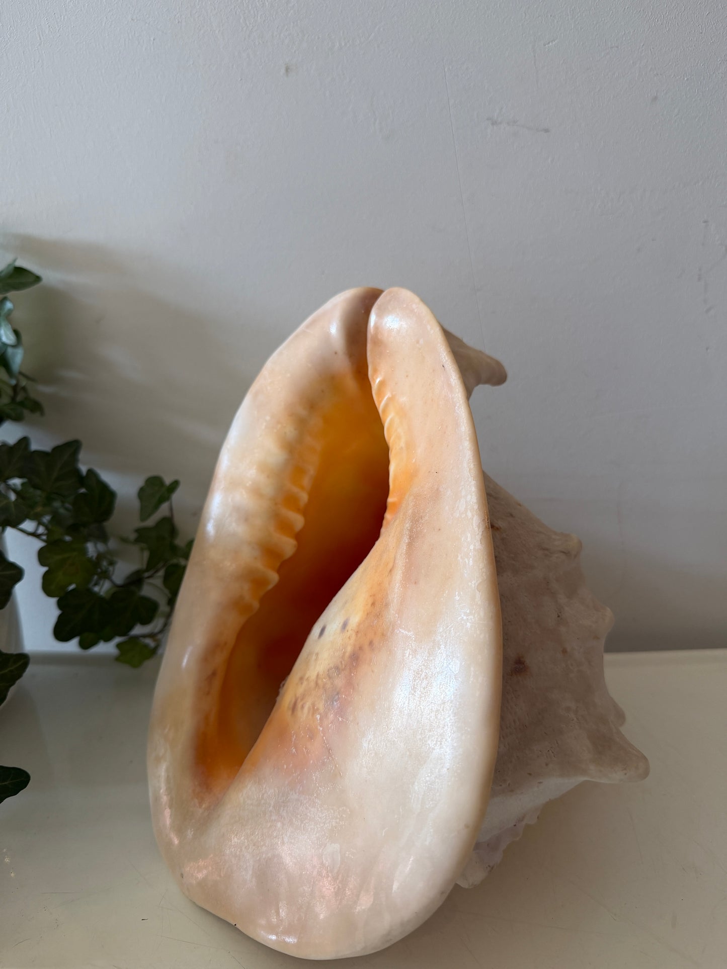Cassis Cornuta Helmschelp