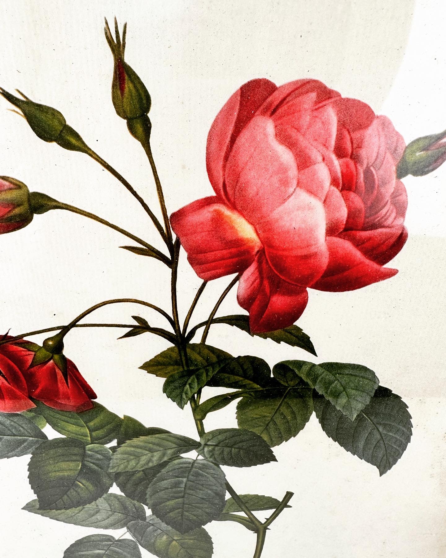 Vintage lijst met Rosier afdruk