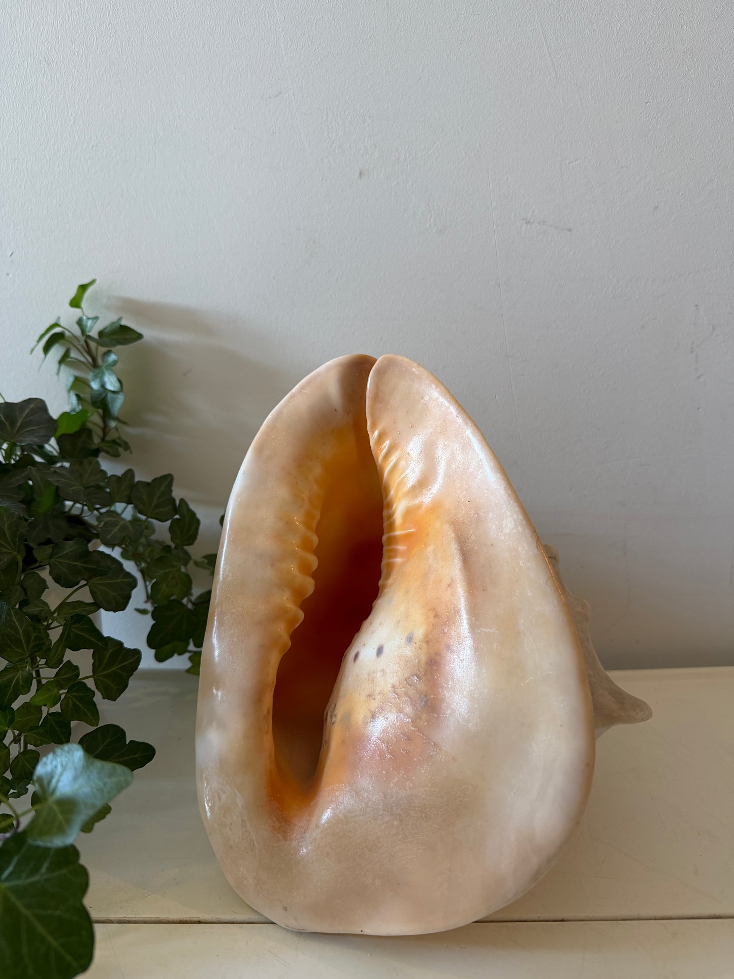 Cassis Cornuta Helmschelp