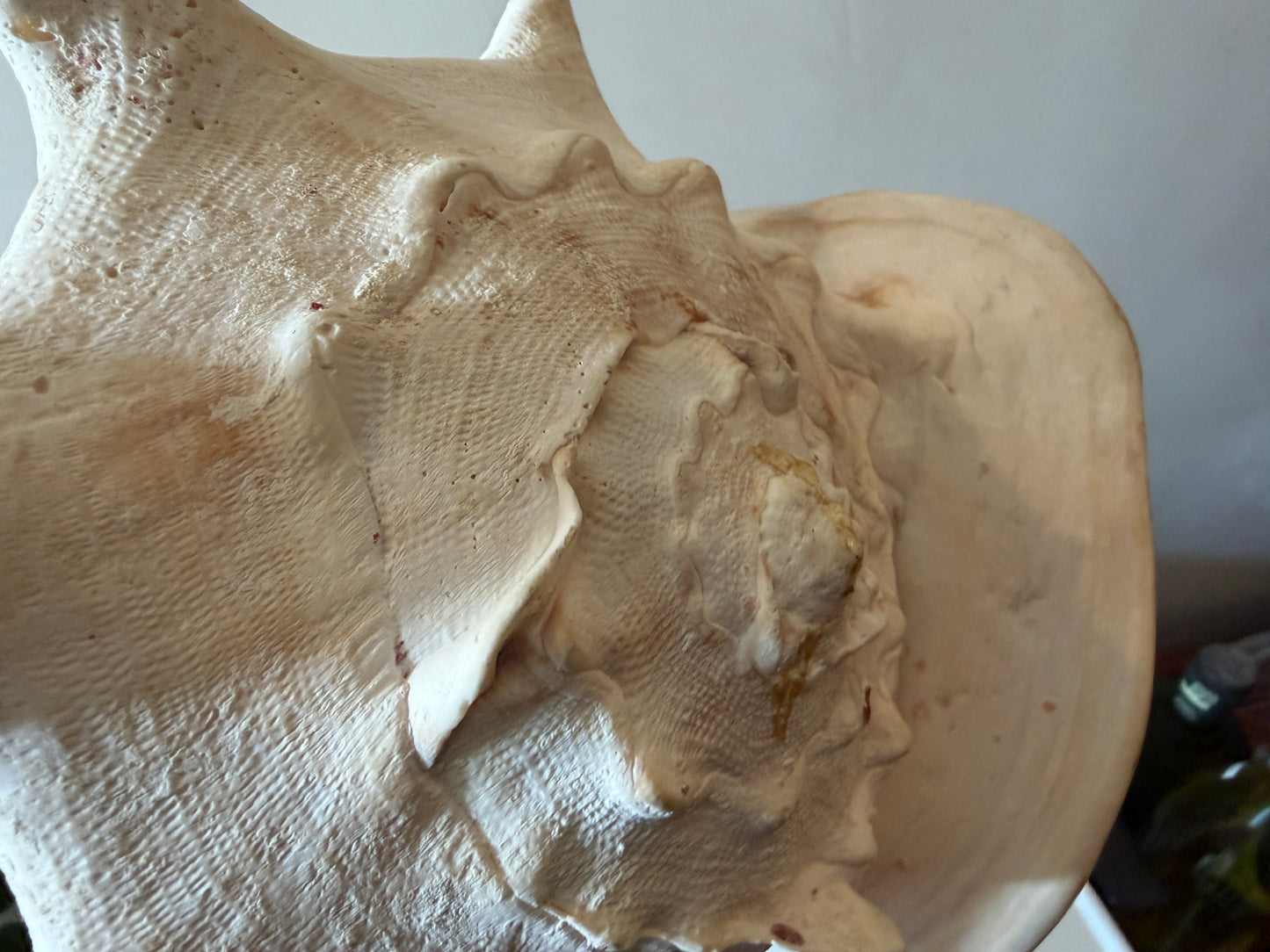 Cassis Cornuta Helmschelp