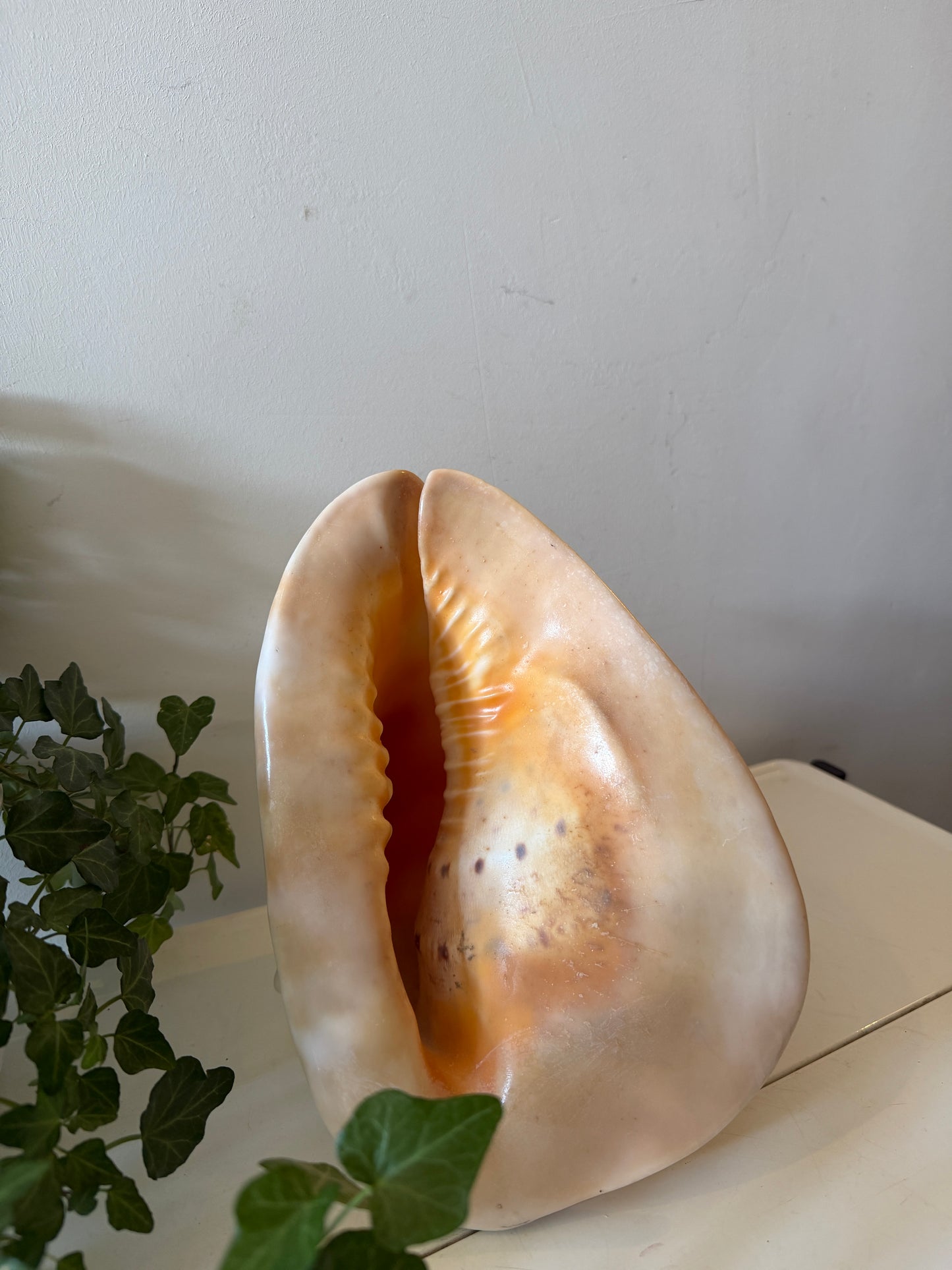Cassis Cornuta Helmschelp