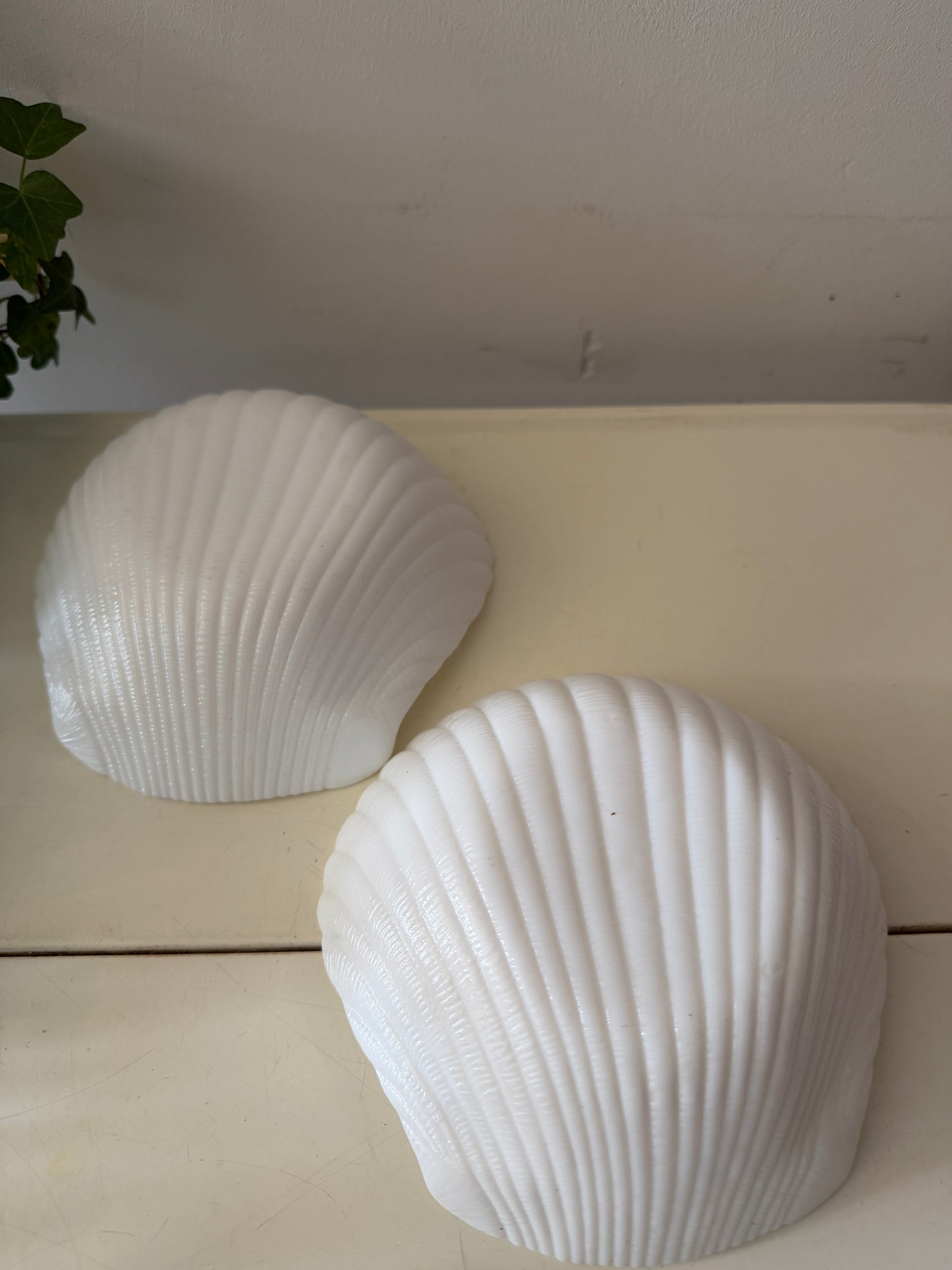 Twee schelpschaaltjes