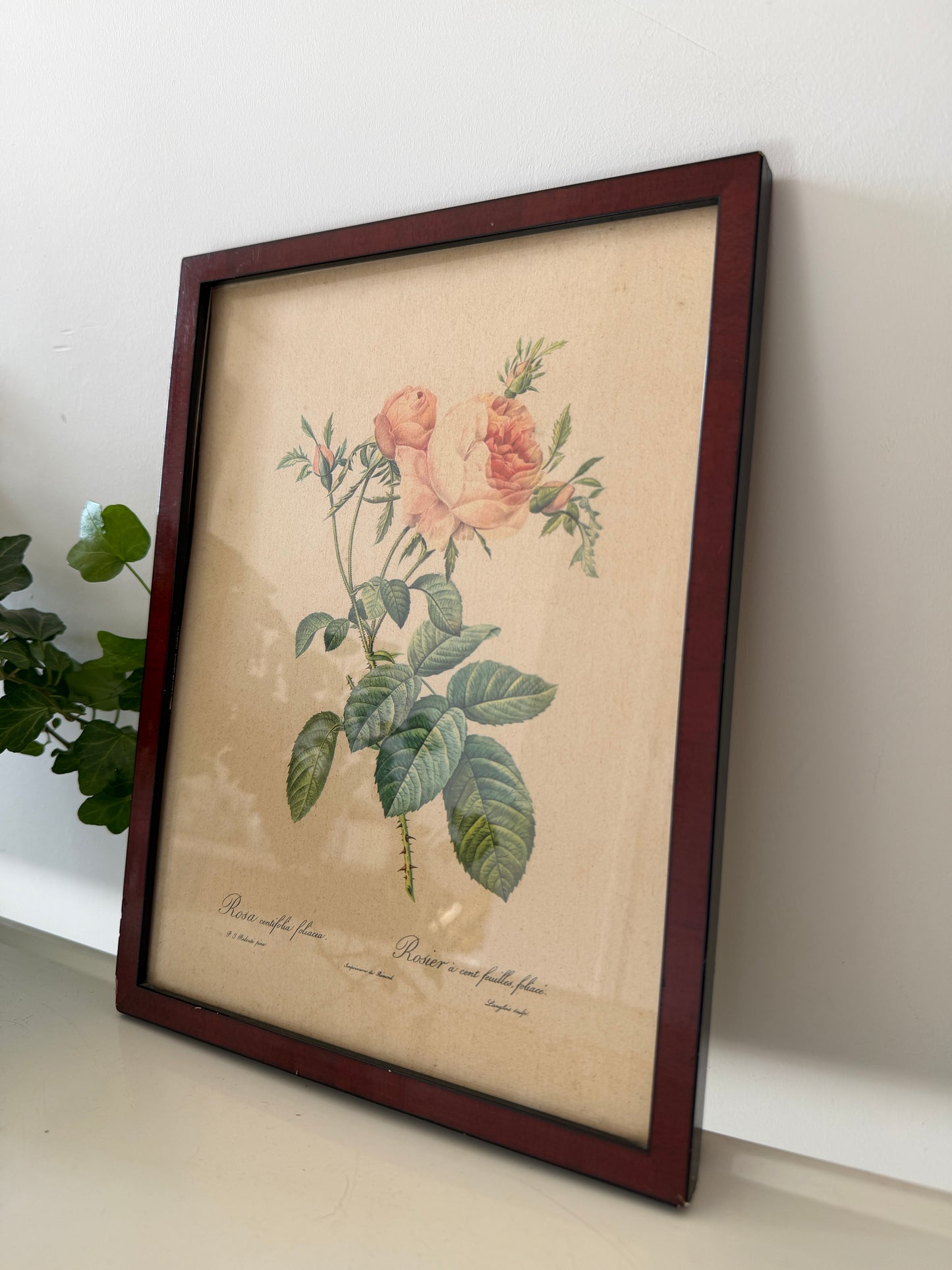 Vintage lijst met rozen prent