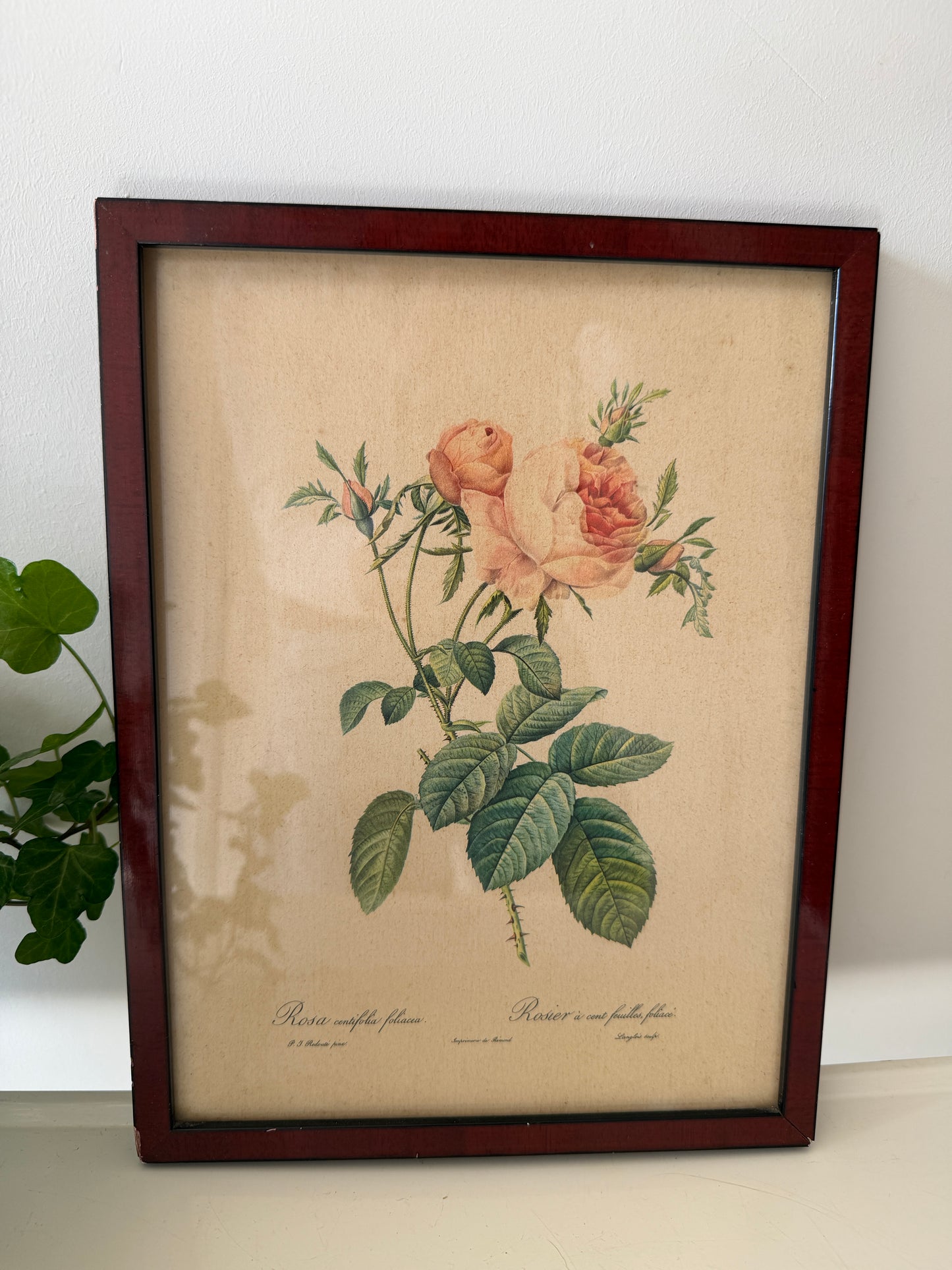 Vintage lijst met rozen prent