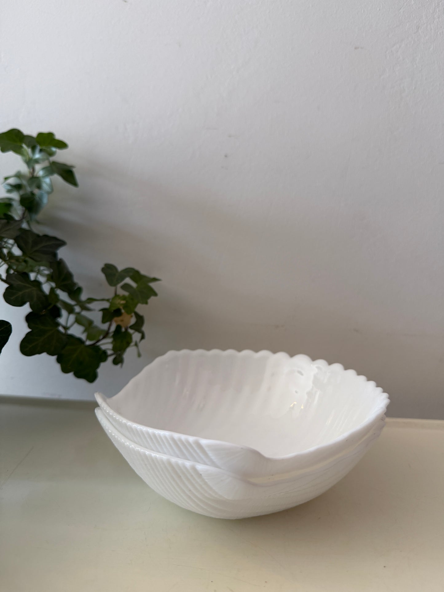Twee schelpschaaltjes