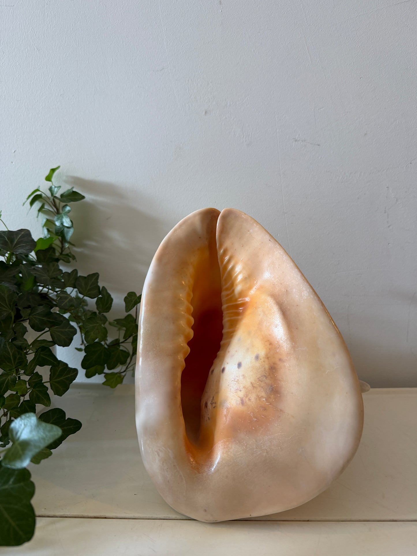 Cassis Cornuta Helmschelp
