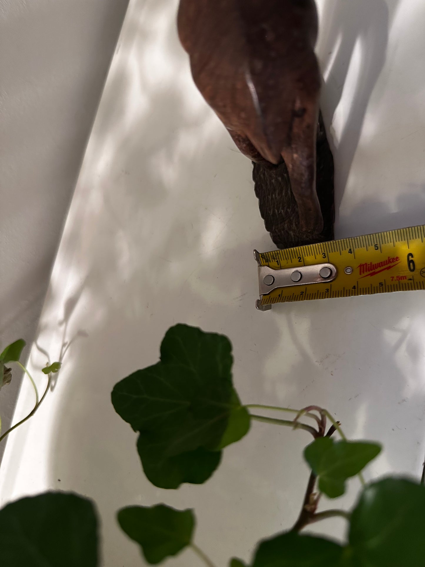 Houten Mid Century Antilope