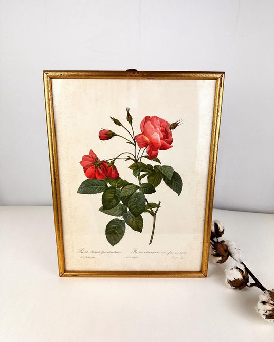 Vintage lijst met Rosier afdruk
